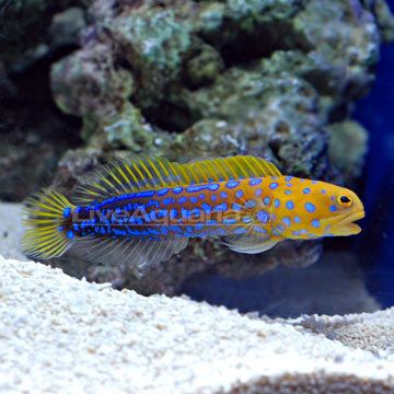 Blue spotted jawfish - Alchetron, The Free Social Encyclopedia