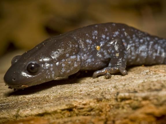 Blue-spotted salamander Wildlife Field Guide for New Jersey39s Endangered and Threatened