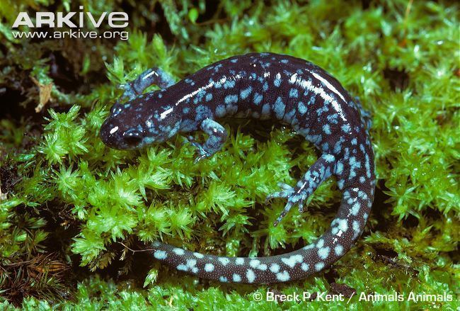 Blue spotted salamander - Alchetron, the free social ...
