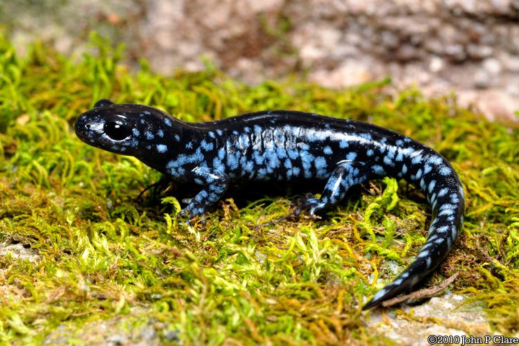 Blue-spotted salamander Blue Spotted Salamander Ambystoma laterale Amazing Amphibians