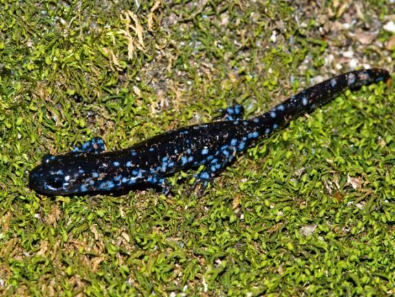 Blue-spotted salamander Species Spotlight Bluespotted Salamander Conserve Wildlife