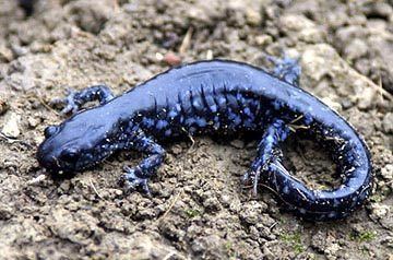 Blue-spotted salamander Bluespotted Salamander Nongame New Hampshire Fish and Game