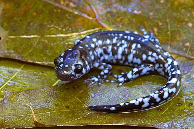 Blue-spotted salamander 1000 images about Blue Spotted Salamanders on Pinterest Ontario