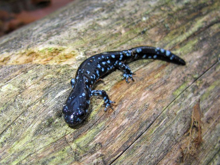 Blue-spotted salamander httpsuploadwikimediaorgwikipediacommons99