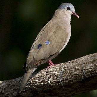 Blue-spotted wood dove wwwbiodiversityexplorerorgbirdscolumbidaeimag
