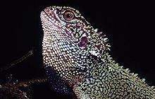 Blue-spotted wood lizard httpsuploadwikimediaorgwikipediacommonsthu
