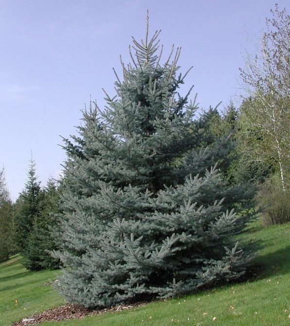 Blue spruce wwwwebpagesuidahoedufor320GymnospermsPinacea