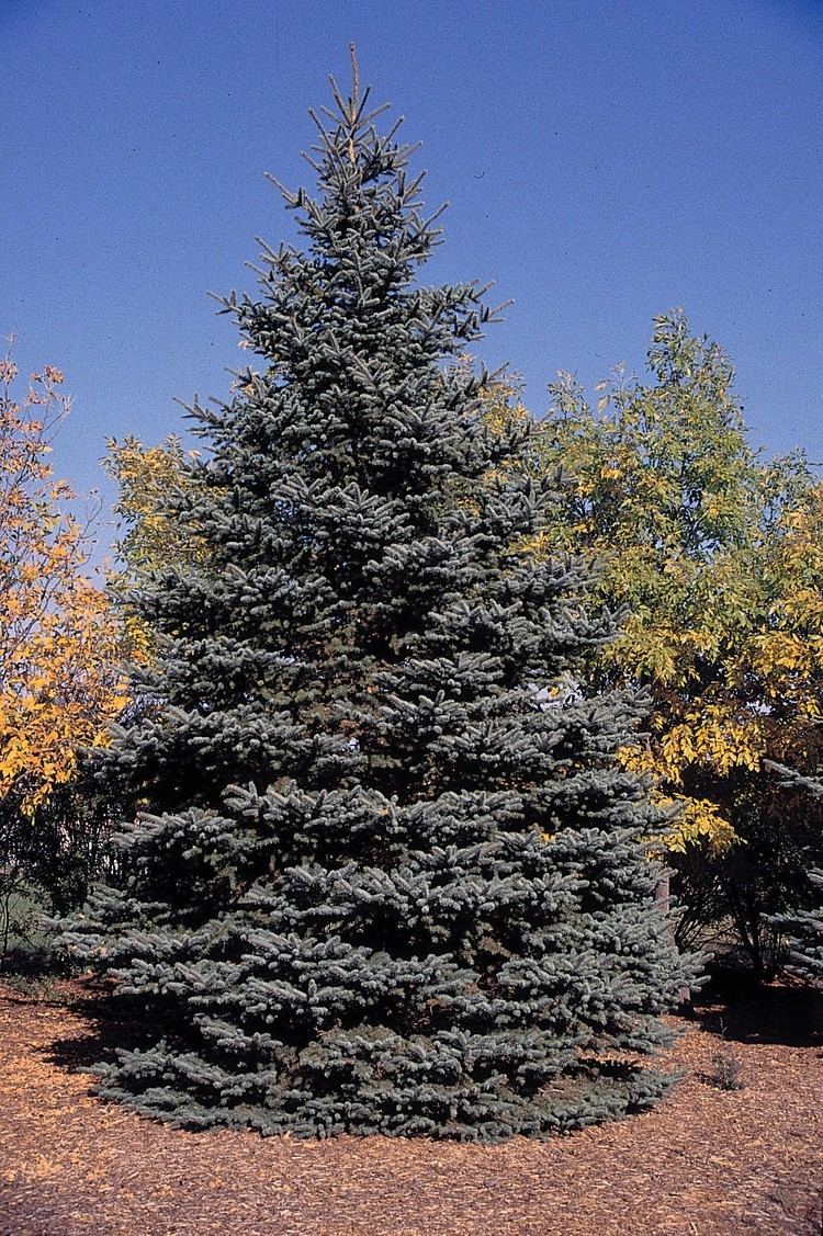 Blue spruce Blue spruce Wikipedia