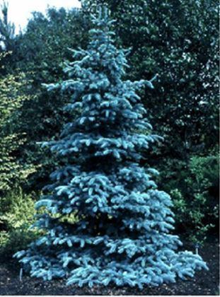 Blue spruce 1000 ideas about Blue Spruce on Pinterest Cedrus deodara Thuja