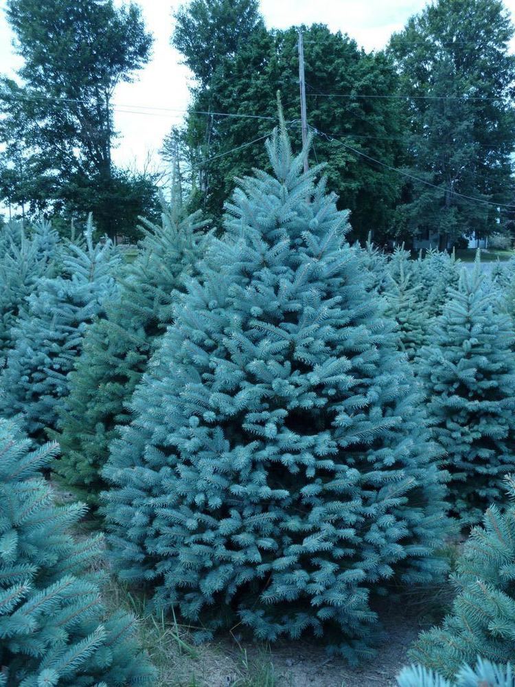 Blue spruce colorado spruce Wholesale Colorado Blue Spruce Trees Evergreen