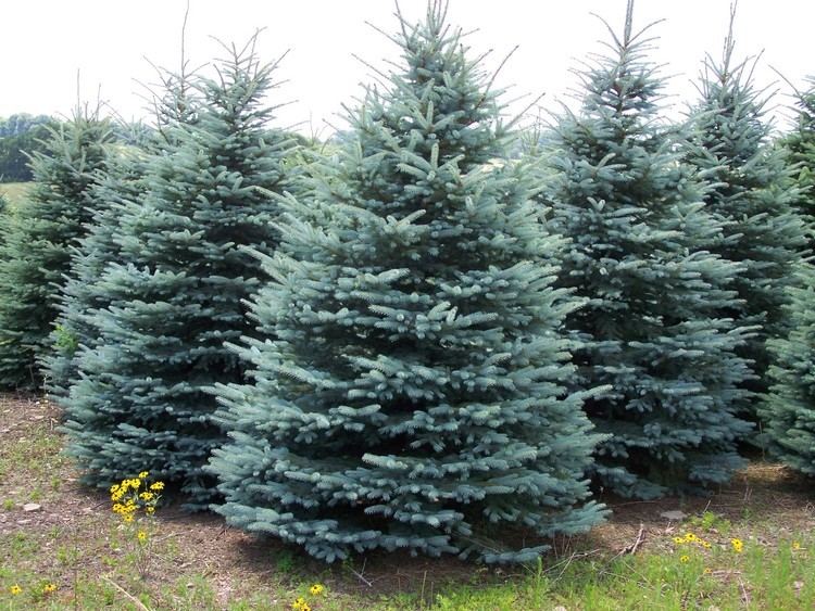 Blue spruce Forest View Evergreen Tree Farms Colorado Blue Spruce Photos