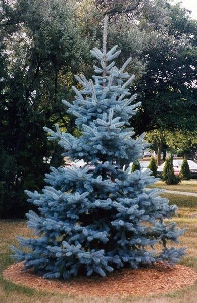 Blue spruce blue spruce Laidback Gardener