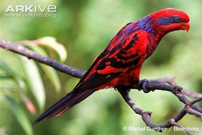 Blue-streaked lory Bluestreaked lory videos photos and facts Eos reticulata ARKive