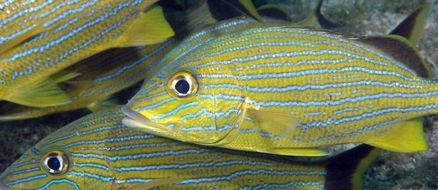 Blue striped grunt Bermuda North Shore Closed for Fishing Bluestriped grunt Bernewscom