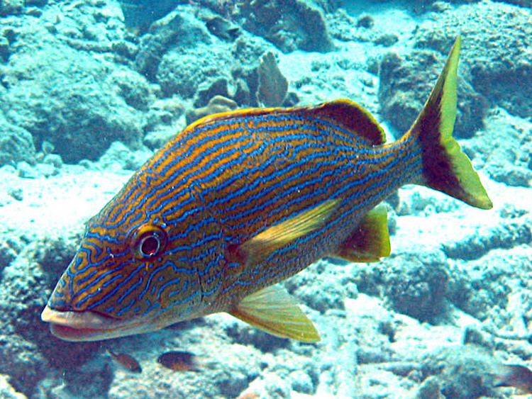 Blue striped grunt bluestriped grunt