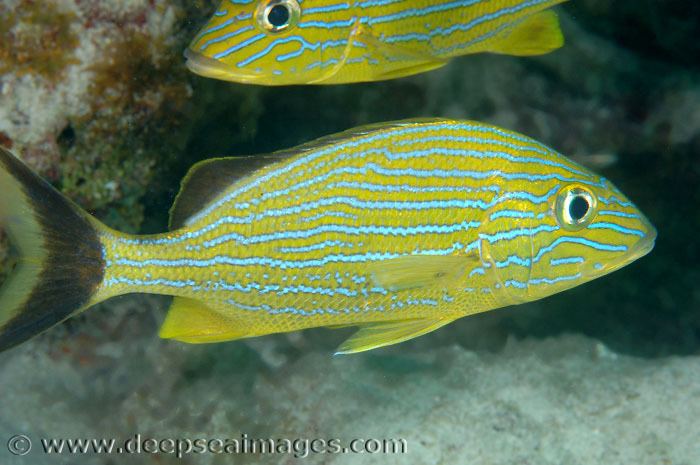 Blue striped grunt Bluestriped grunt