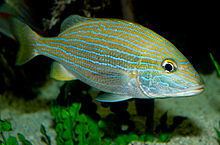 Blue striped grunt httpsuploadwikimediaorgwikipediacommonsthu