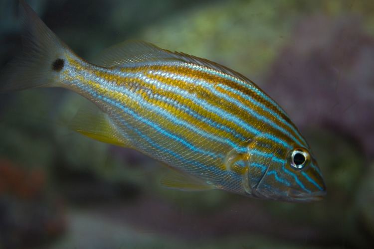 Blue striped grunt Blue Striped Grunt Haemulon sciurus The Blue Striped Grunt Flickr