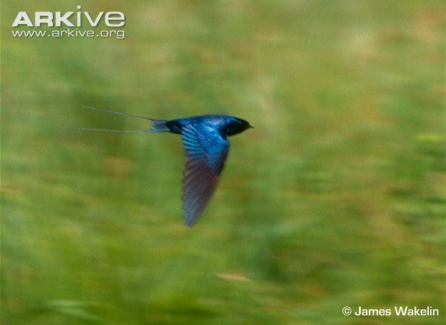 Blue swallow Blue swallow photo Hirundo atrocaerulea G33960 ARKive