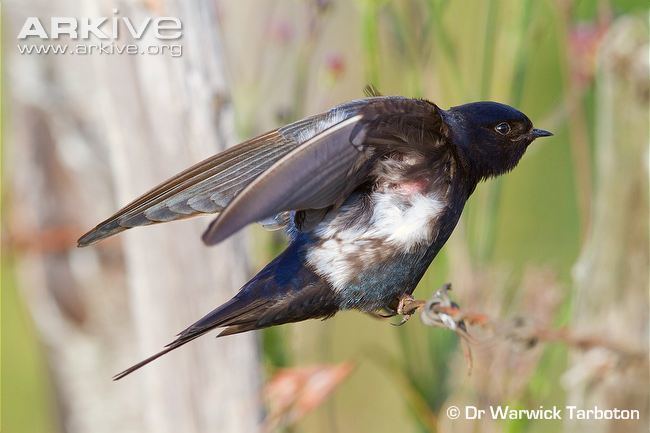 Blue swallow Blue swallow photo Hirundo atrocaerulea G33960 ARKive