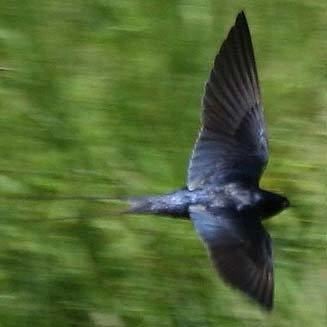 Blue swallow Hirundo atrocaerulea Blue swallow