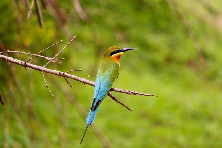 Blue-tailed bee-eater httpsiytimgcomviySjXseAxPdImaxresdefaultjpg
