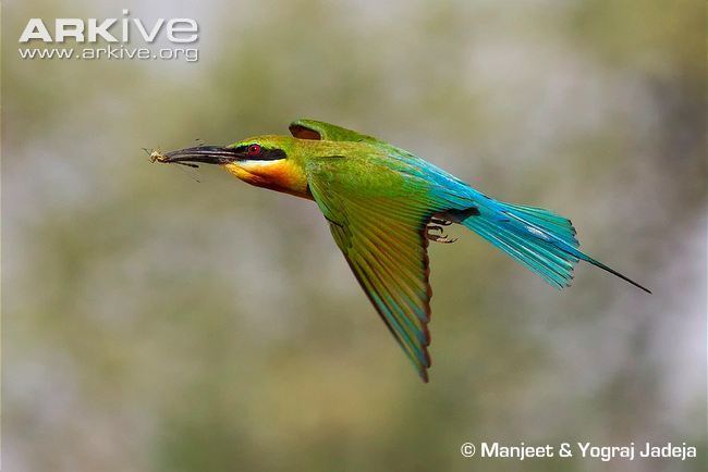 Blue-tailed bee-eater Bluetailed beeeater photo Merops philippinus G133438 ARKive