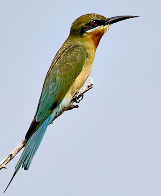 Blue-tailed bee-eater Birds of India Bluetailed Beeeater Merops philippinus