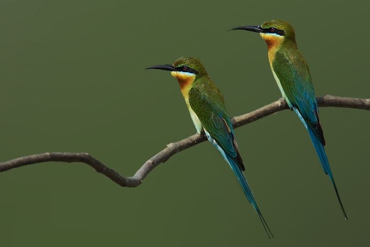 Blue-tailed bee-eater TrekNature Blue Tailed Bee Eater pair Photo