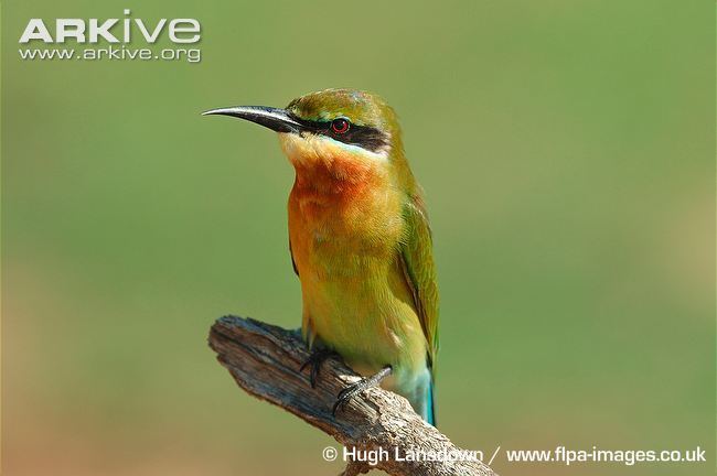 Blue-tailed bee-eater Bluetailed beeeater videos photos and facts Merops philippinus