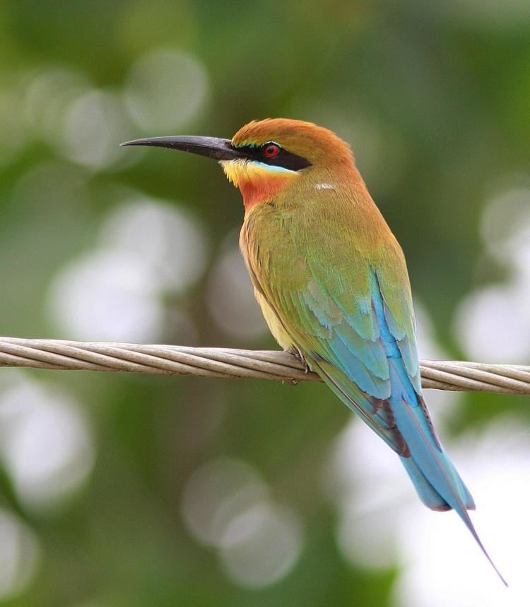 Blue-tailed bee-eater Bluetailed Beeeater Merops philippinus On a wire the Internet