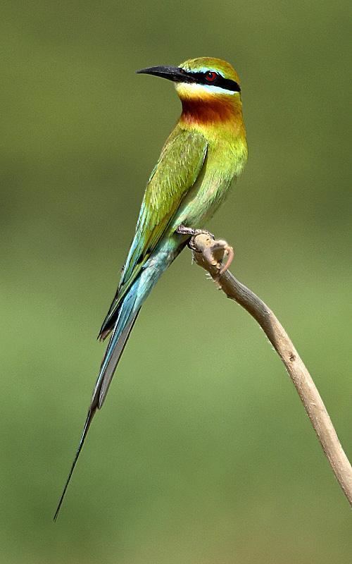 Blue-tailed bee-eater Bluetailed Beeeater Merops philippinus Bluetailed Beeeater on