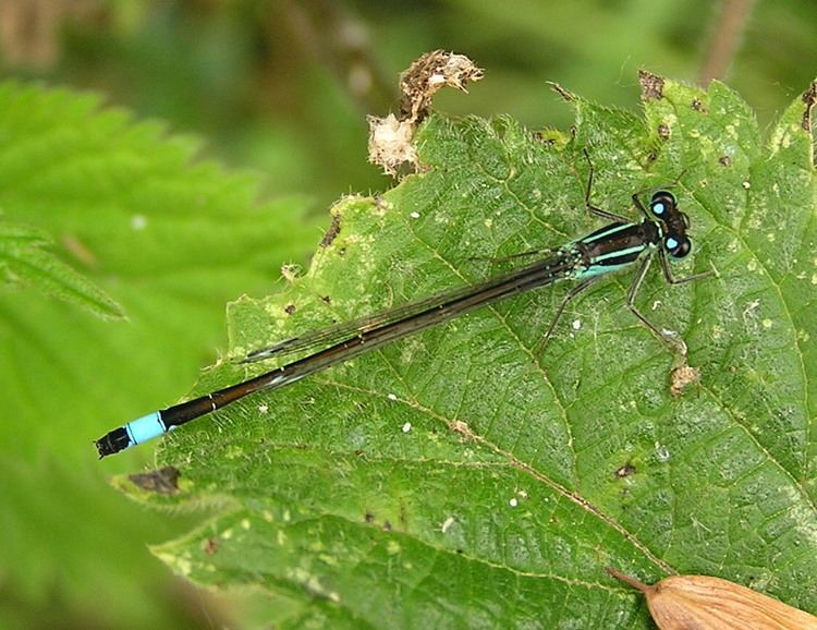 Blue-tailed damselfly warehouse1indiciaorgukuploadBluetailed20dam