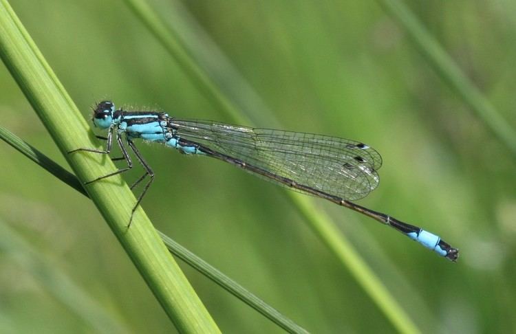 Blue-tailed damselfly Blue Tailed Damselfly Chris Brooks Photography