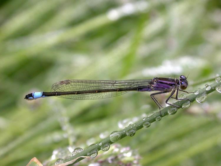 Blue-tailed damselfly Bluetailed Damselfly britishdragonfliesorguk