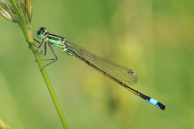 Blue-tailed damselfly Blue Tailed Damselfly Chris Brooks Photography