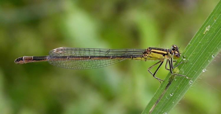 Blue-tailed damselfly Bluetailed Damselfly britishdragonfliesorguk