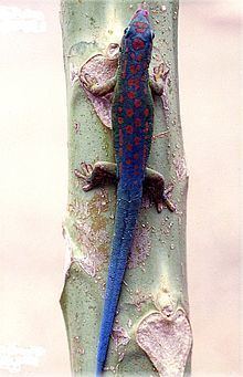 Blue-tailed day gecko httpsuploadwikimediaorgwikipediacommonsthu
