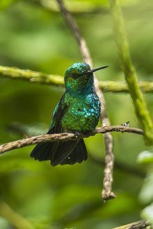 Blue-tailed emerald httpsuploadwikimediaorgwikipediacommonsthu