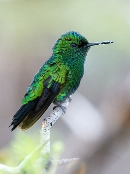 Blue-tailed emerald Bluetailed Emerald BirdForum Opus