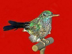 Blue-tailed hummingbird Bluetailed hummingbird Wikipedia