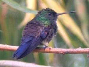 Blue-tailed hummingbird bluetailed hummingbird