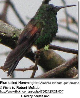 Blue-tailed hummingbird Bluetailed Hummingbirds Amazilia cyanura