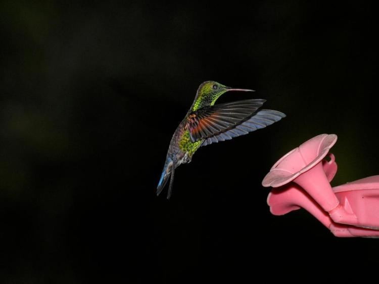 Blue-tailed hummingbird Bluetailed Hummingbird Amazilia cyanura videos photos and sound