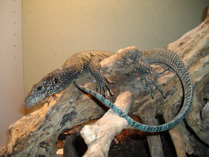Blue-tailed monitor Blue Tailed Monitor Facts and Pictures Reptile Fact