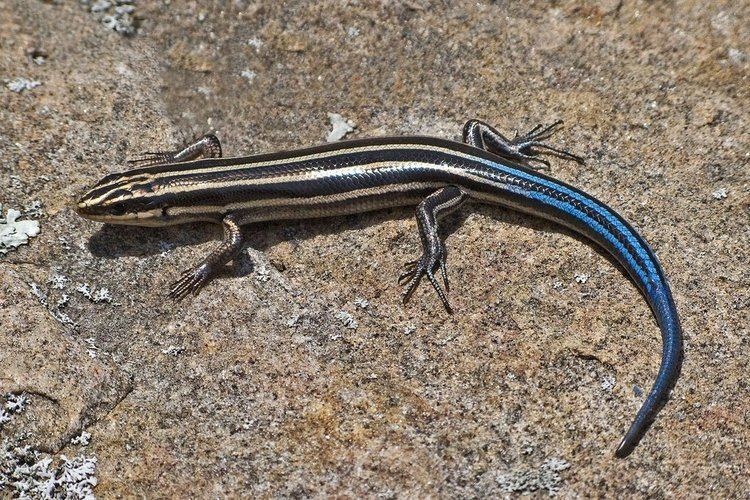 Blue-tailed skink Bluetailed Skink Facts Habitat Diet Life Cycle Baby Pictures