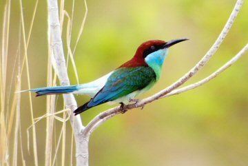 Blue-throated bee-eater Mangoverde World Bird Guide Photo Page Bluethroated Beeeater