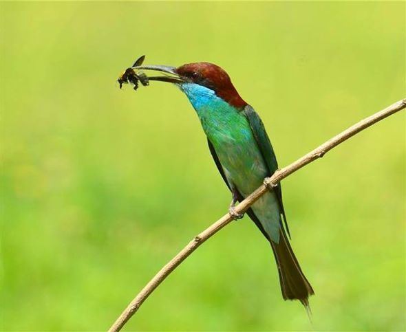 Blue-throated bee-eater wwwbesgrouporgwpcontentuploadsBeeEaterBlThb
