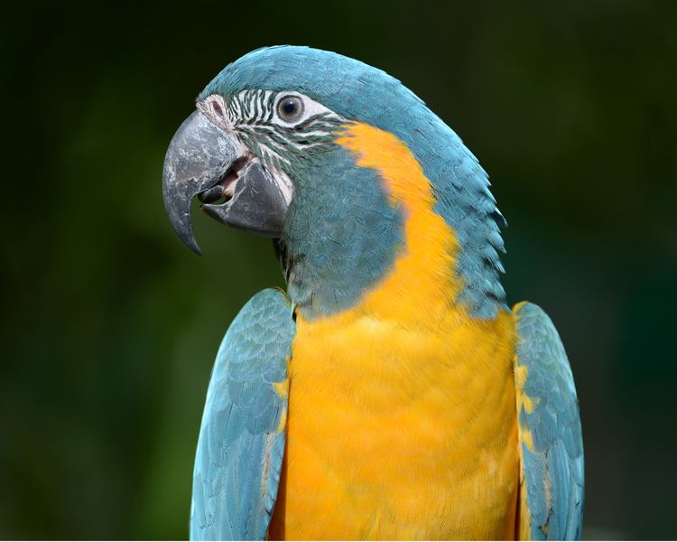 Blue-throated macaw Bluethroated Macaw Info SGS Birds