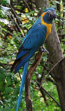 Blue-throated macaw httpsuploadwikimediaorgwikipediacommonsthu